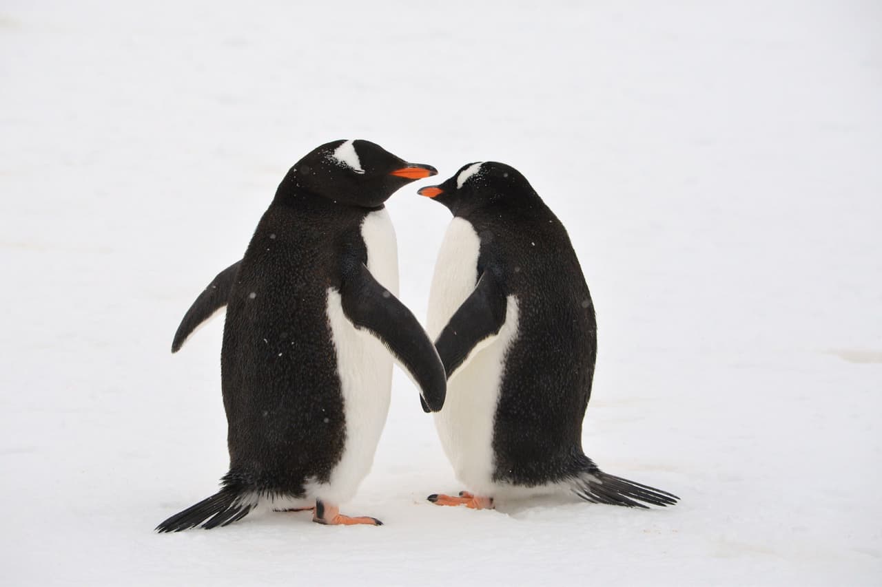 Pingüinos enamorados dan romántico paseo en la playa
