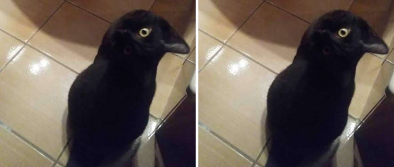¿Un gato o un cuervo? La foto viral que confunde a las redes sociales