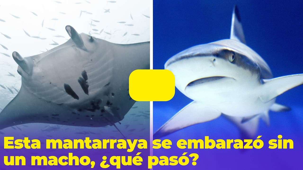 ¿Esta mantarraya quedó embarazada de un tiburón? El caso que tiene asombrado a los científicos
