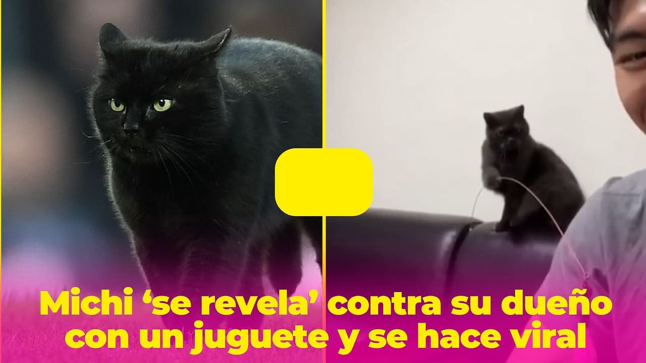 Este gato trata a su dueño como si fuera su mascota y el divertido momento se vuelve viral