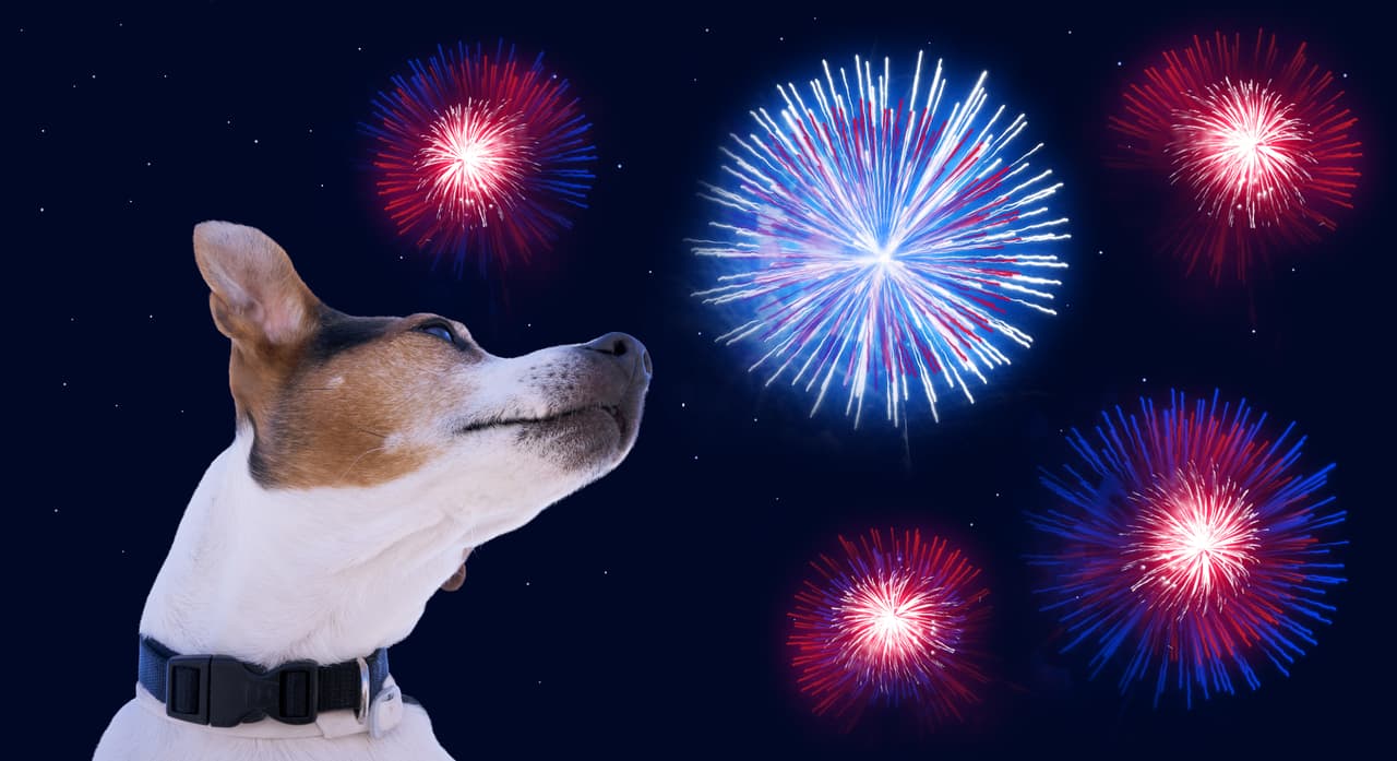 Los perros sufren muchísimo cuando escuchan cohetes