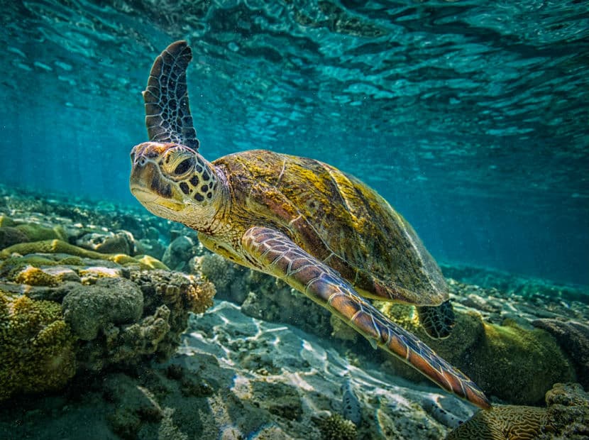 Descubre el significado de soñar con tortugas