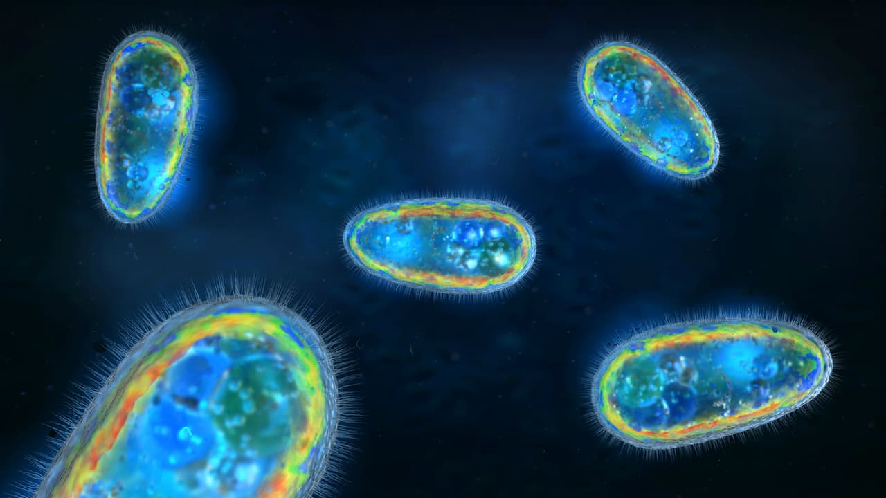 Ameba ‘come cerebros’, un parásito mortal
