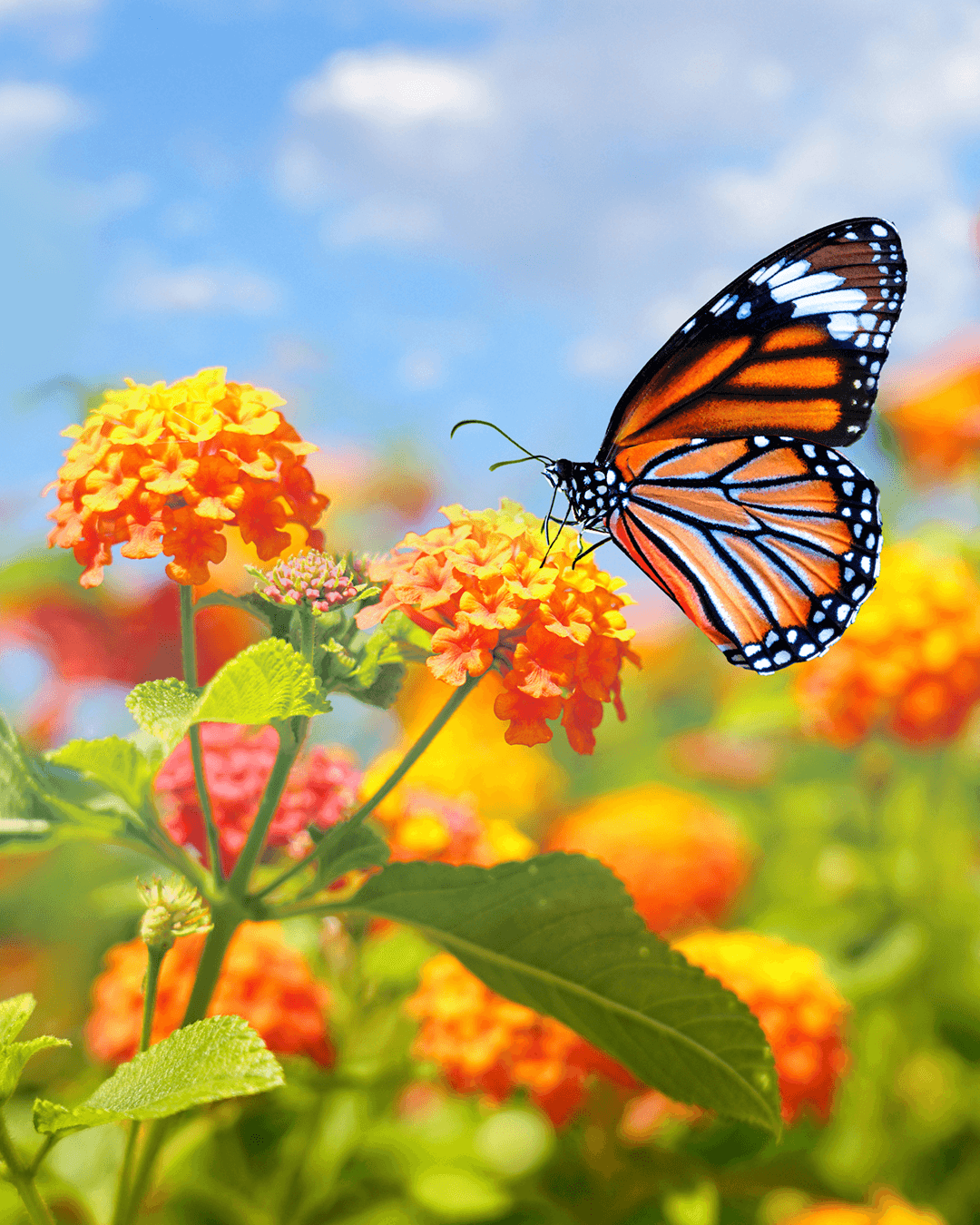 ¿Por qué una mariposa aparece en las redes sociales de los famosos?