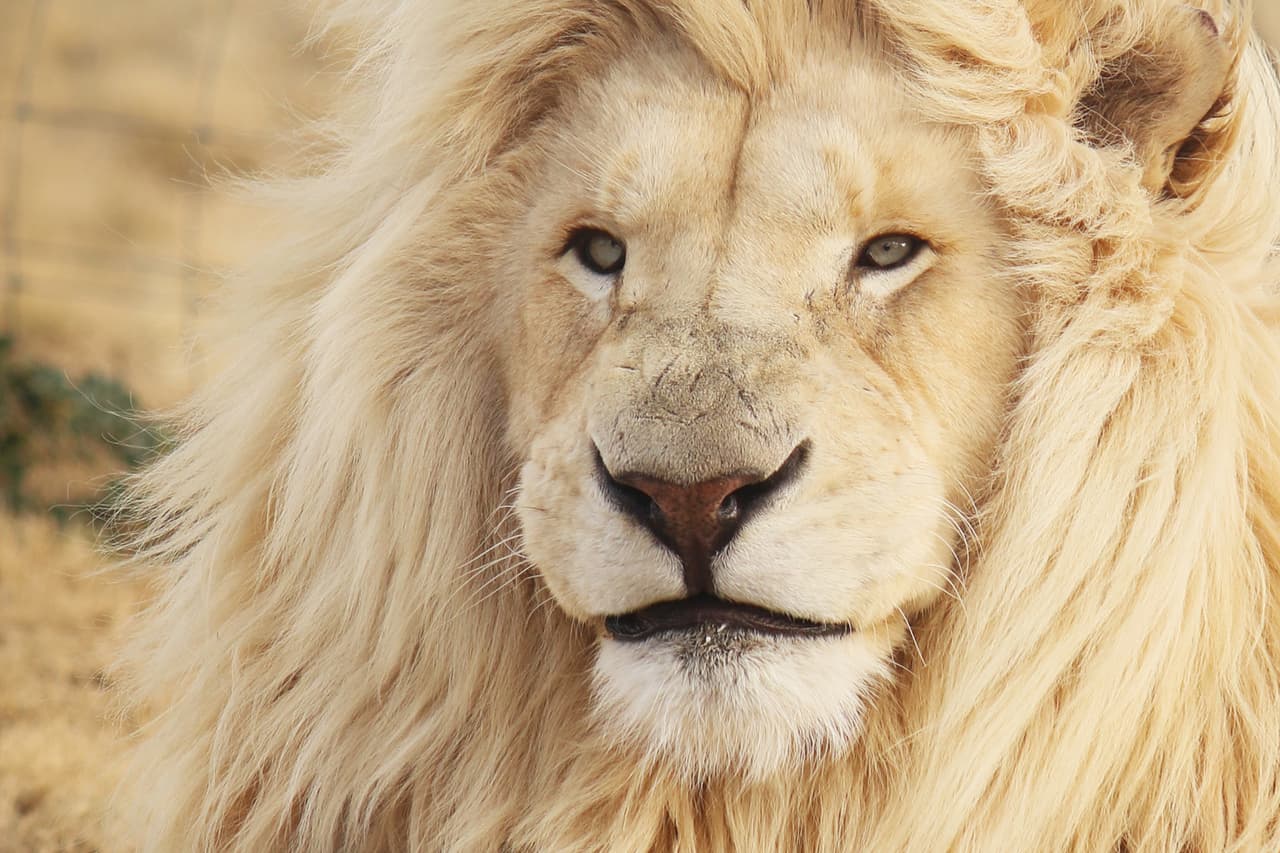 ¿Cuál de los tres tipos de Leo eres según tu fecha de nacimiento?
