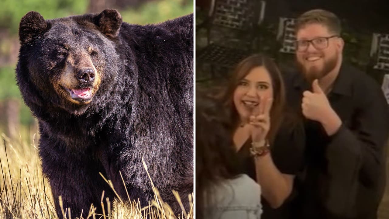 Oso irrumpe en propuesta de matrimonio y momento se hace viral: "quería ser un testigo"