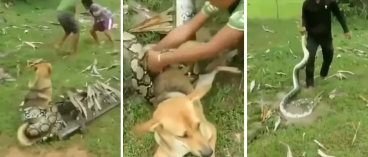 Niños se enfrentan a una serpiente para salvar a su perro