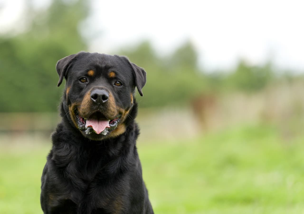 Conoce al perro que es capaz de salvarte de un paro cardíaco