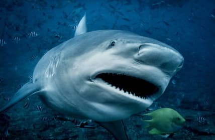 El tiburón toro es considerada una de las especies peligrosas.
