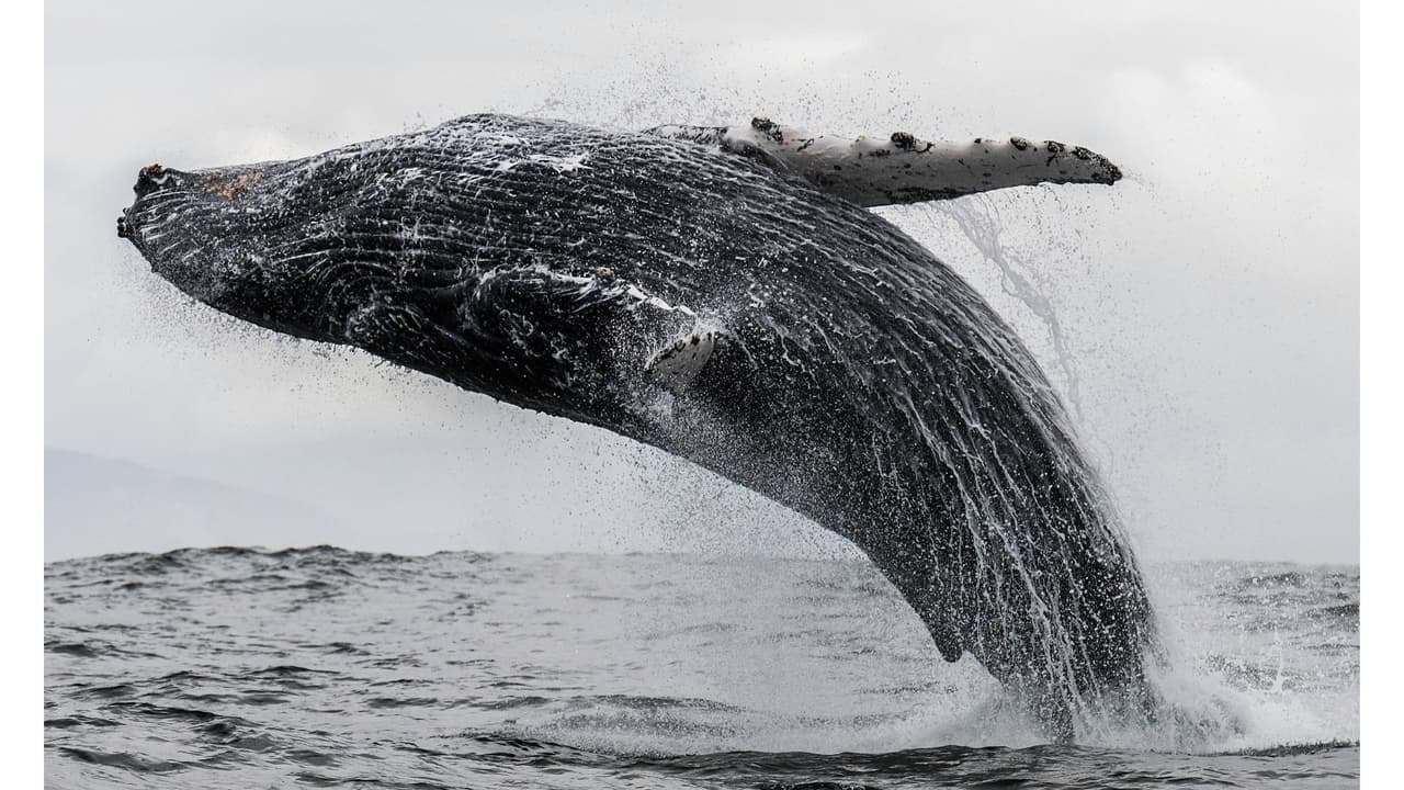 Ballena