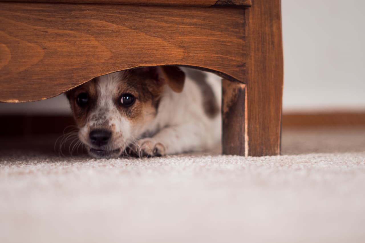 Los perros son más sensibles al ruido